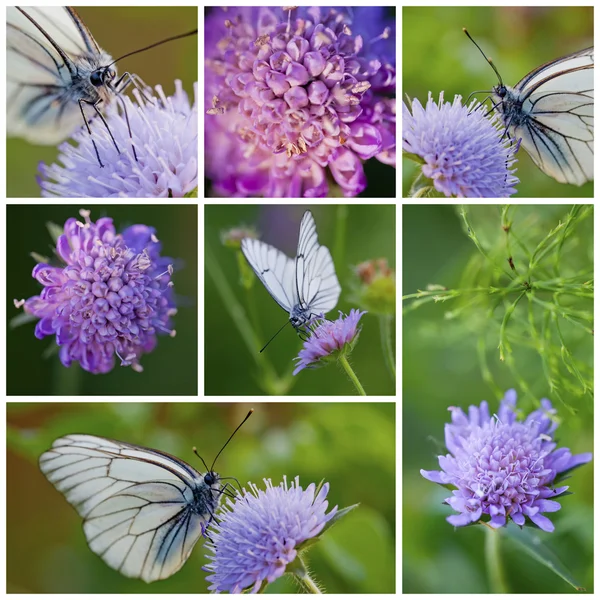 白の蝶と knautia カラフトムシクイ — ストック写真