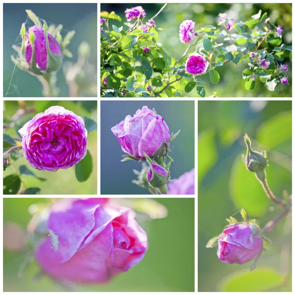 stock image Pink roses