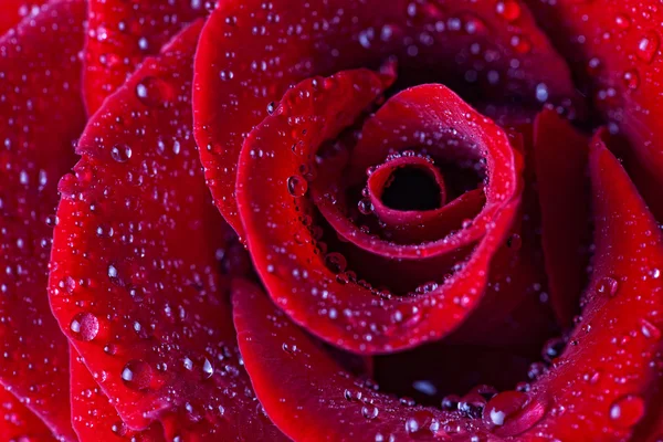 Красная роза крупным планом в капли воды — стоковое фото