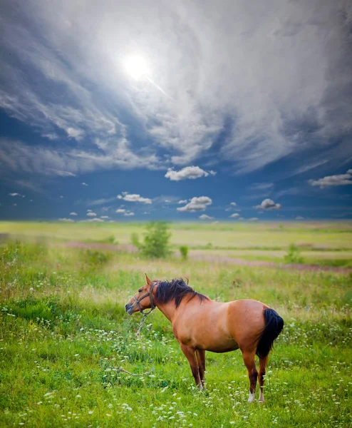 Сільських кінь — стокове фото
