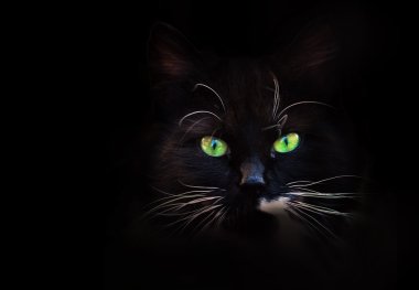 Green-eyed cat clipart