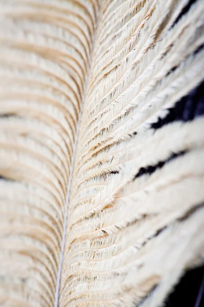 Feather background — Stock Photo, Image