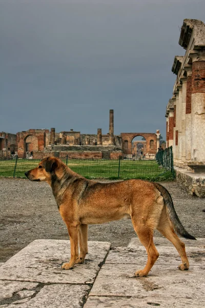 Pompeji hund — Stockfoto