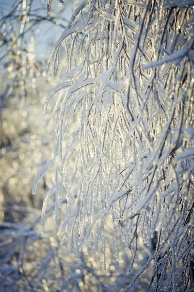 Лед на дереве — стоковое фото