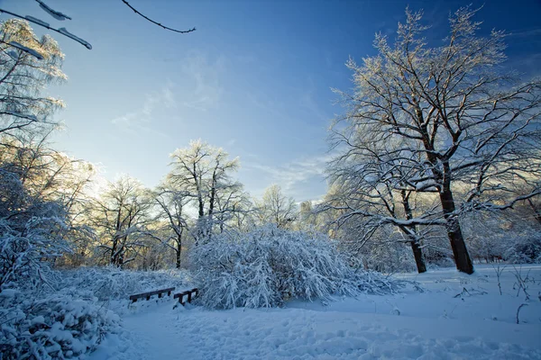 Winterpark — Stockfoto