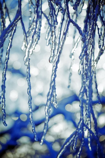 Ice on a tree — Stock Photo, Image