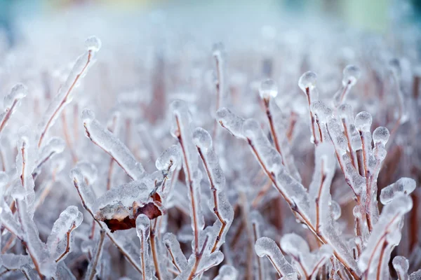 Gelo em uma árvore — Fotografia de Stock