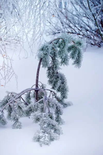 冷冻的棵松树 — 图库照片