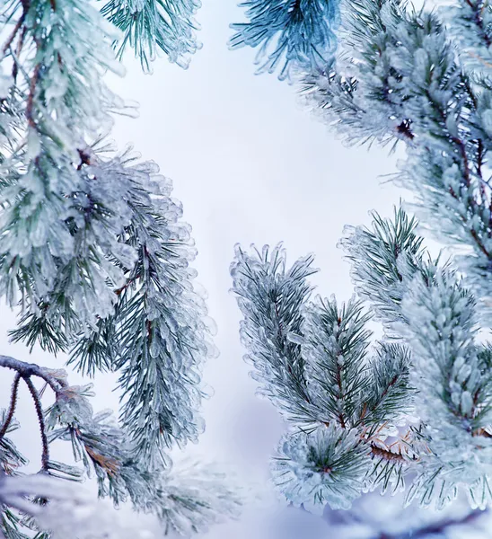 冷冻的棵松树 — 图库照片