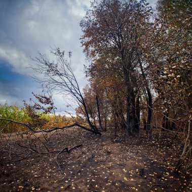 Forest after fire clipart