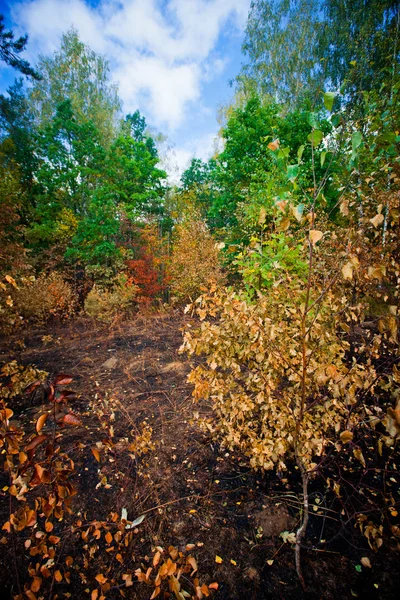 Лес после пожара — стоковое фото