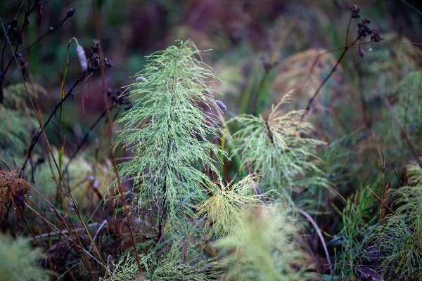 Forest grass — Stock Photo, Image