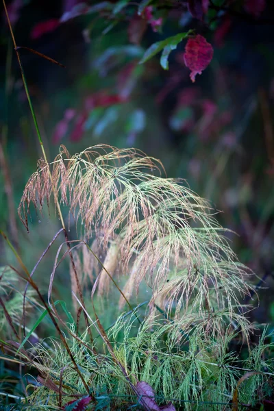 Лесная трава — стоковое фото