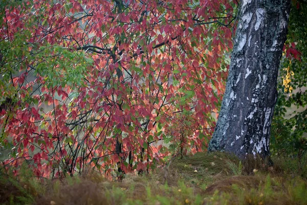 Detail im Wald — Stockfoto