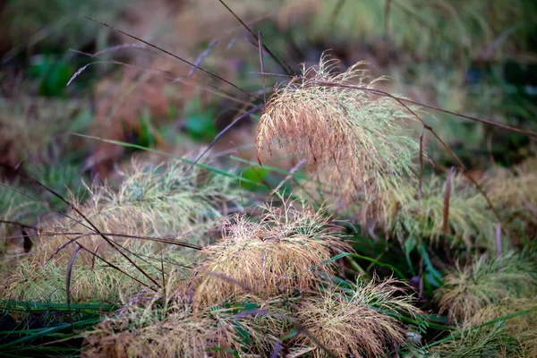 Лесная трава — стоковое фото