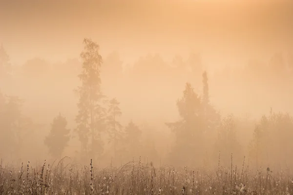 Misty morning — Stock Photo, Image