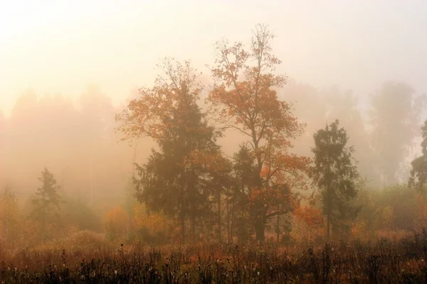 Misty manhã — Fotografia de Stock