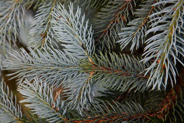 stock image Blue spruce