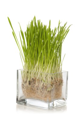 Growing wheat clipart