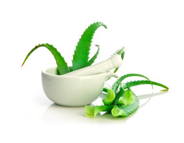 Aloe vera herbal medicine clipart