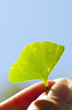 Ginkgo Leaf clipart