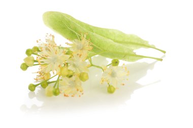 Alternatif Tıp: ıhlamur çiçek (alma öksürük tedavisinde)