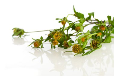 Herbal medicine: bur marigold clipart