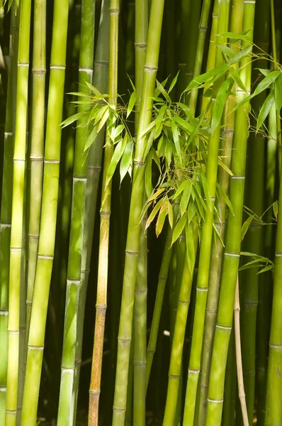 Bambus — kostenloses Stockfoto