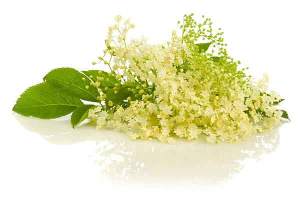 Primo piano dei fiori di sambuco del cluster su bianco — Foto Stock