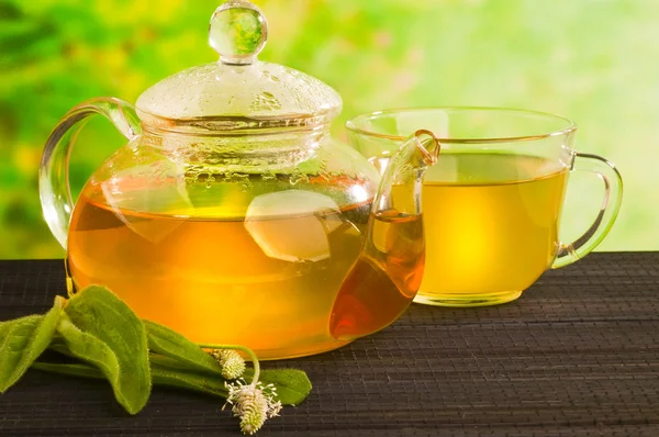 Herbal medicine, tea with Plantago lanceolata — Stock Photo, Image