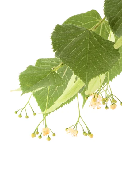 Alternative medicine: linden flowers (receive treatment for cough) — Stock Photo, Image