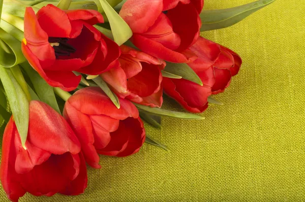 Tulip bouquet — Stock Photo, Image