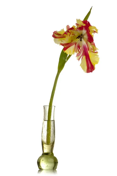 Tulipán en jarrón, aislado en blanco — Foto de Stock