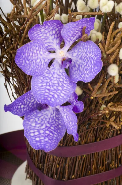 Ein Strauß Orchideen und Weiden — Stockfoto