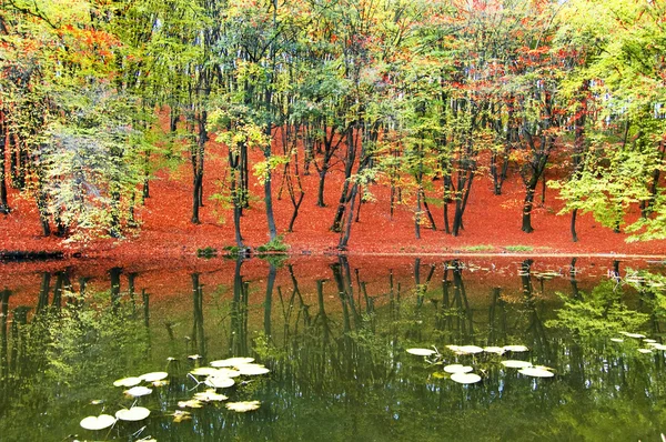 Jesienny krajobraz — Darmowe zdjęcie stockowe