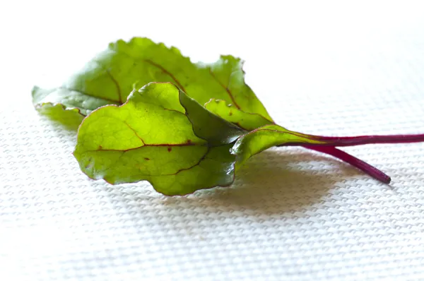Jovem vermelho fresco suíço folhas de acelga — Fotografia de Stock