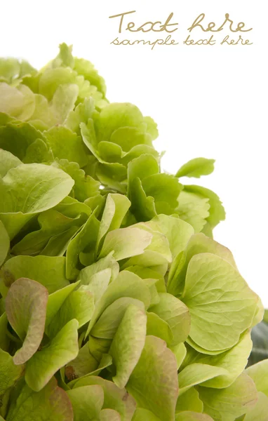 stock image Green hydrangea flower bouquet