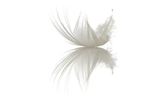 Pluma única sobre blanco — Foto de Stock