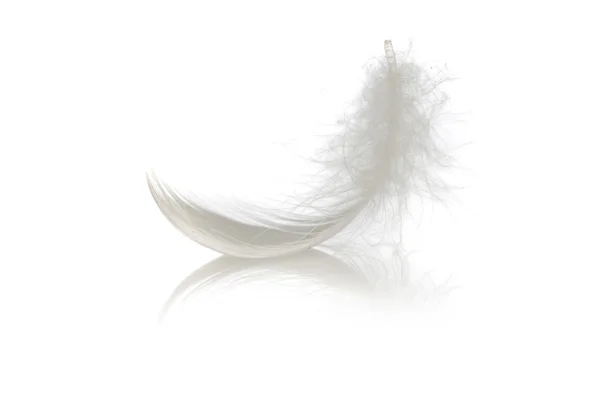 Μόνο φτερό σε λευκό — Φωτογραφία Αρχείου