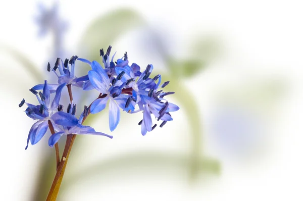 Delicate blue first spring flower ower white — Stock Photo, Image