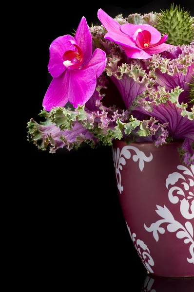 Kytice orchidejí — Stock fotografie