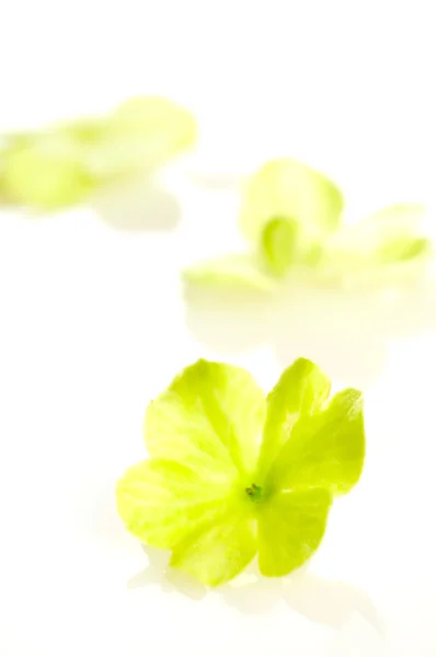 Fleur d'hortensia — Photo