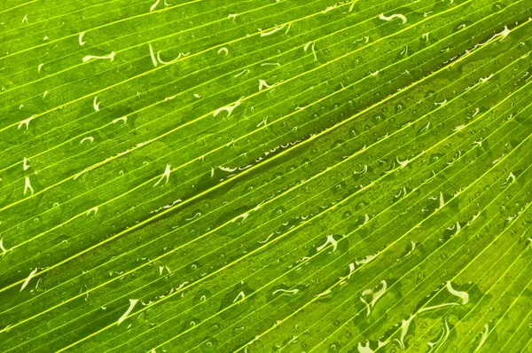 Frunze verzi aproape — Fotografie, imagine de stoc
