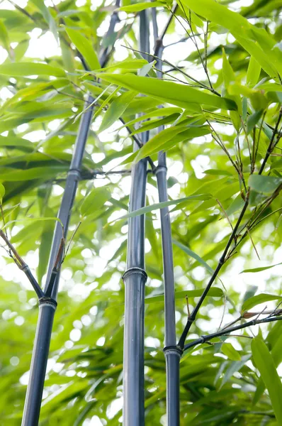 竹子 — 免费的图库照片