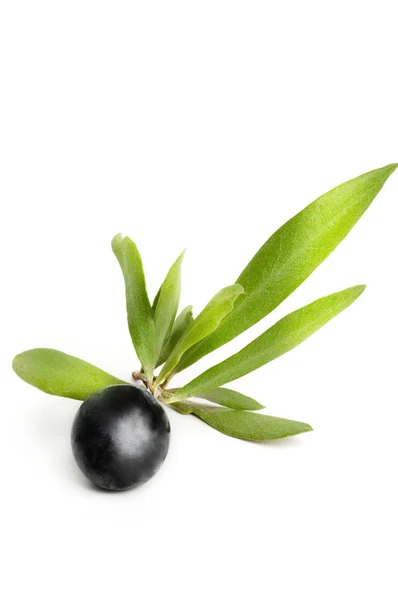 Olive ágon elszigetelt — Stock Fotó