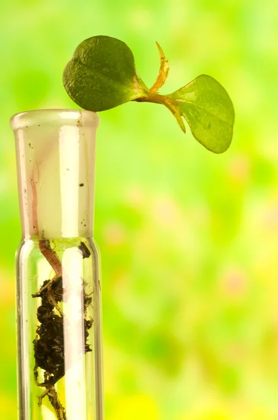 Sprout in test tube — Stock Photo, Image