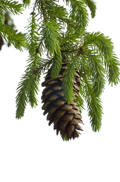 Pine Cone And Branch — Stock Photo, Image