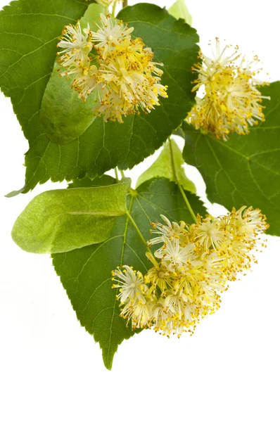 Linden-tree flowers — Stock Photo, Image