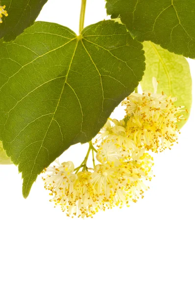 Kwiaty drzewo lipy — Zdjęcie stockowe