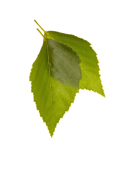 Közeli kép a zöld leveles — Stock Fotó
